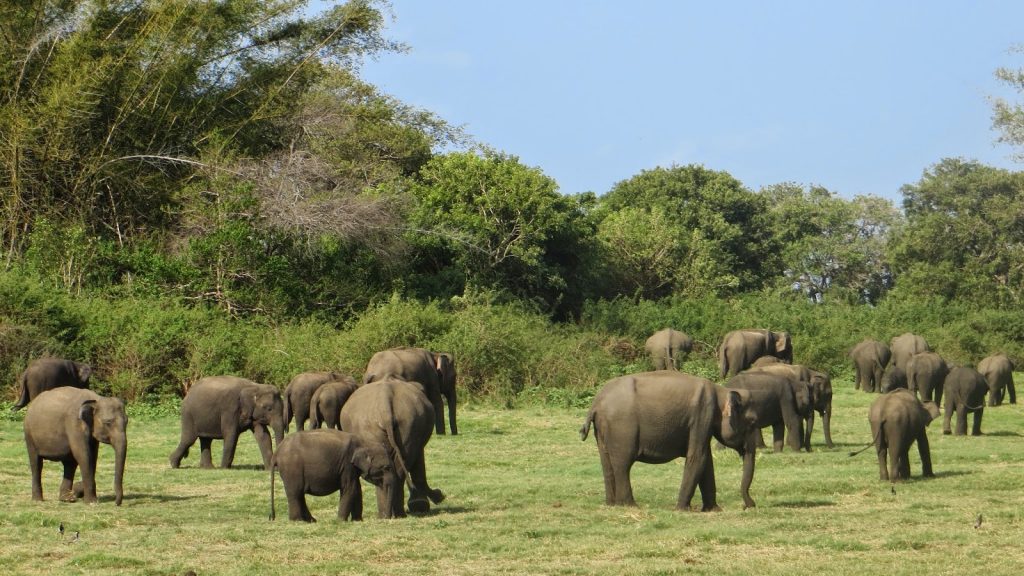 Minneriya National Park elephant sanctuary