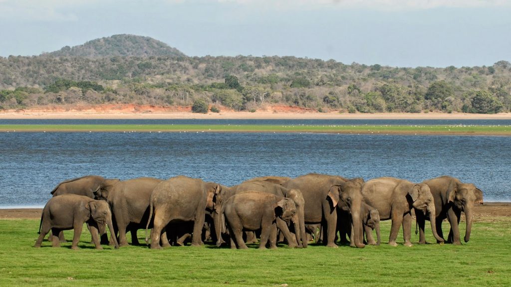 Minneriya National Park elephant reserve