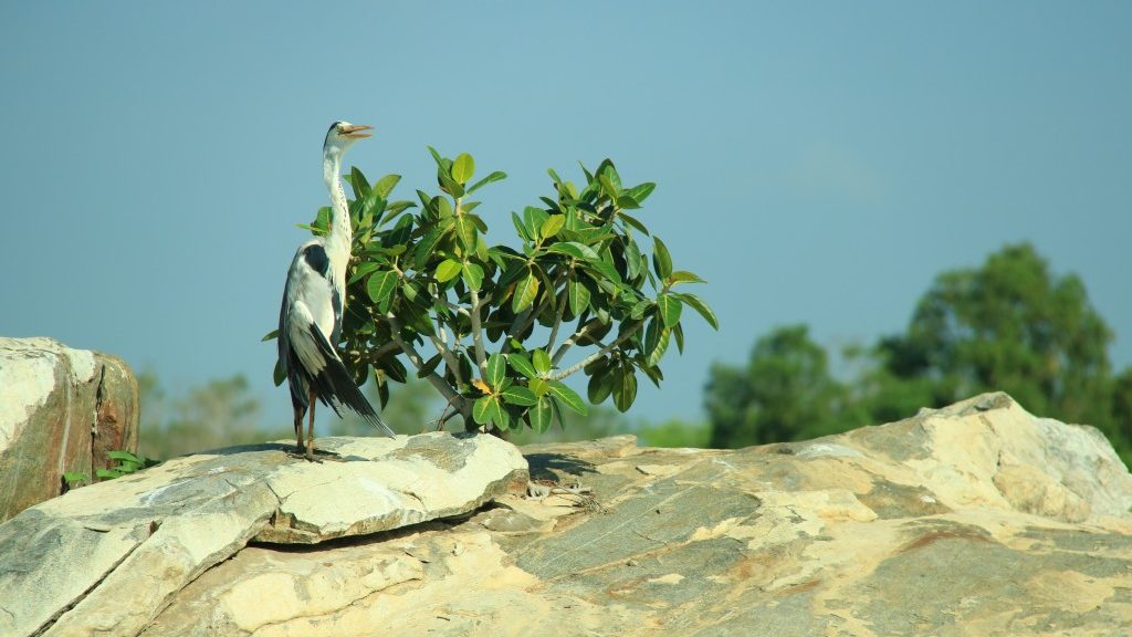Heron birdwatching at Kalametiya Bird Sanctuary