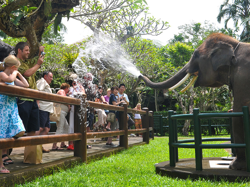 Ubud elephant park