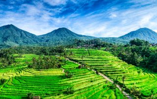 Jatiluwih rice terraces