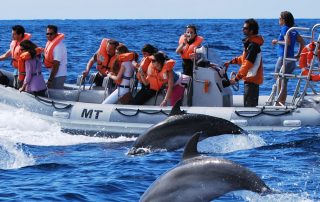 Whale watching in Sri Lanka