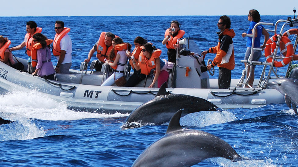 Whale watching in Sri Lanka