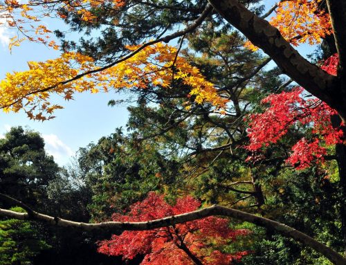 Experience Japan’s Breathtaking Autumn: Your Ultimate Travel Guide