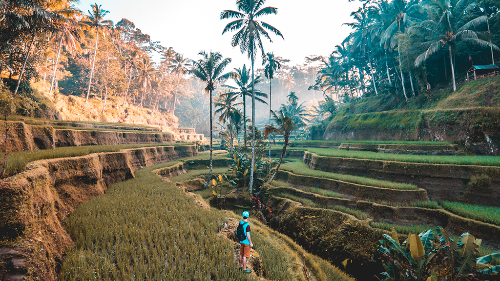Rice Fields Bali - unsplash