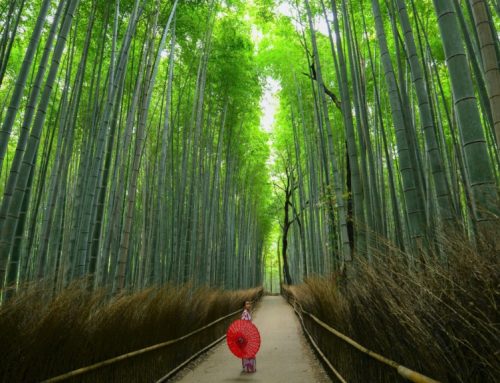 Wellness Tips From Japan: 5 Things That Will Transform Your Life