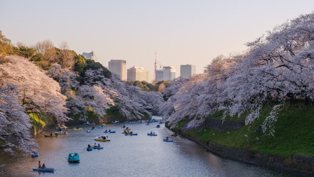 Sakura Cherry Blossoms in Japan