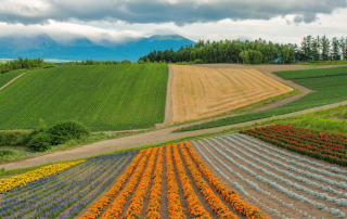 Hokkaido in Summer - Japan