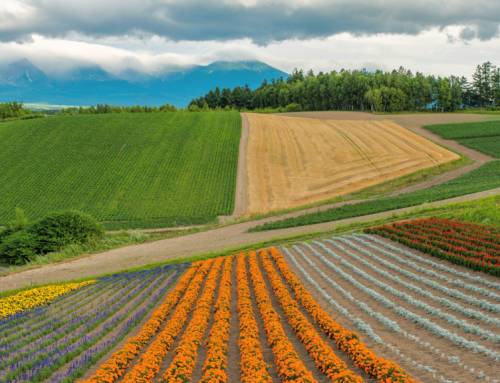 Unlock Niseko’s Summer: 7 Unique Activities & Festivals That Demand a Visit