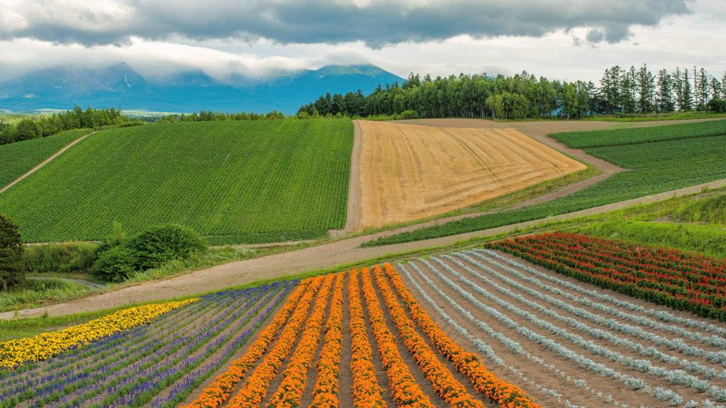 Hokkaido in Summer - Japan