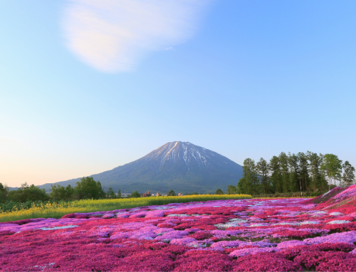 Why You Must Visit Niseko in Spring