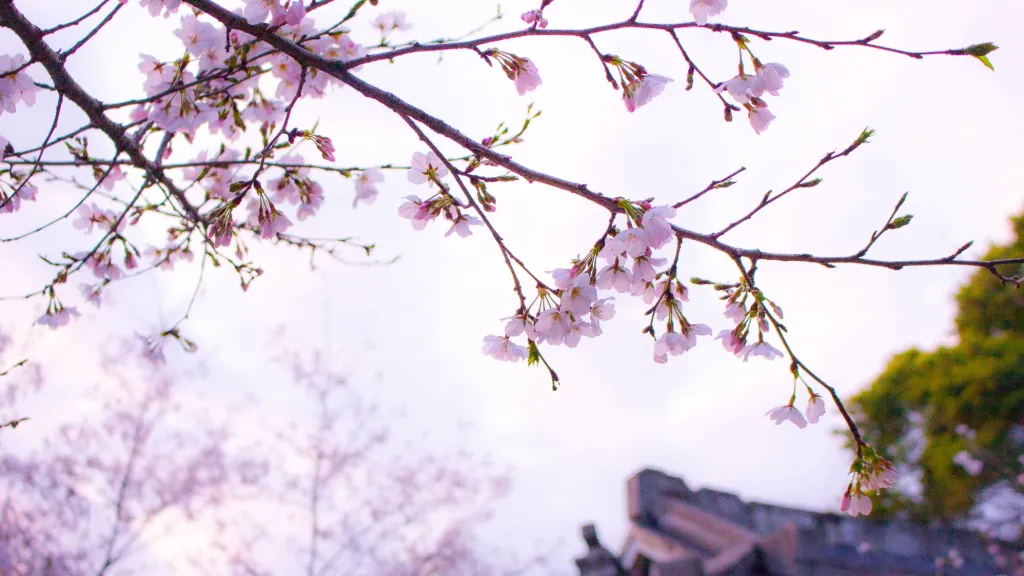 Cherry blossom in Japan