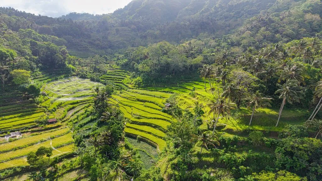 Aerial view of lush emerald rice terraces nestled among tropical forests and rolling hills.