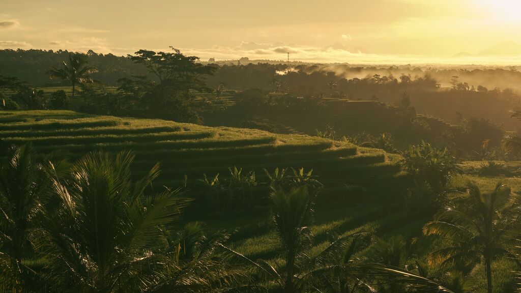 Rice Terraces in Ubud