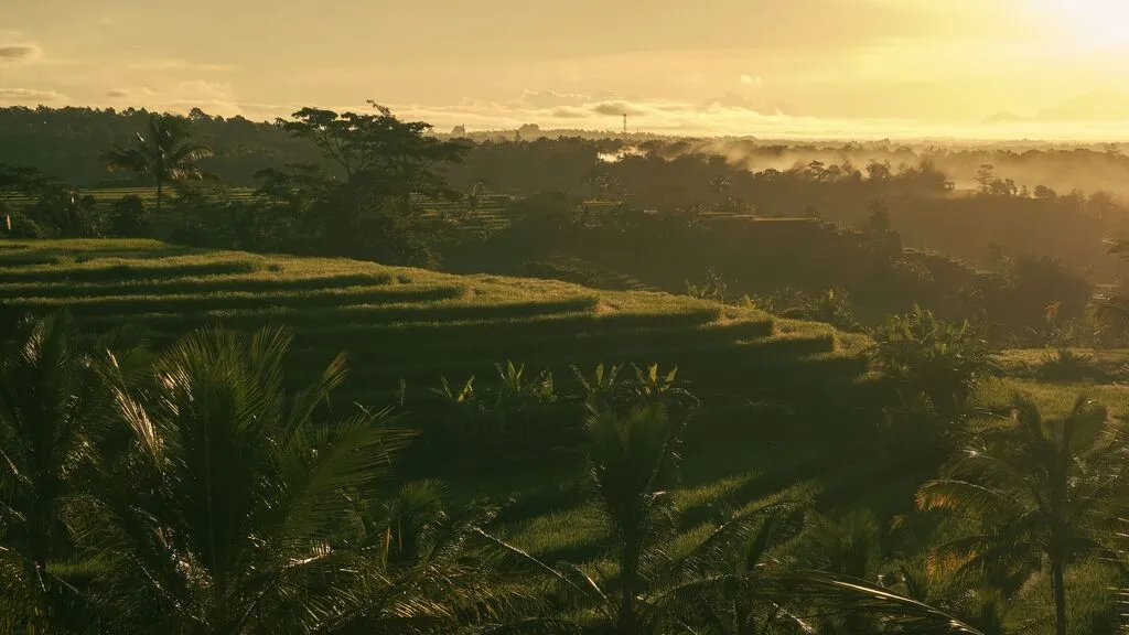 Rice Terraces in Ubud