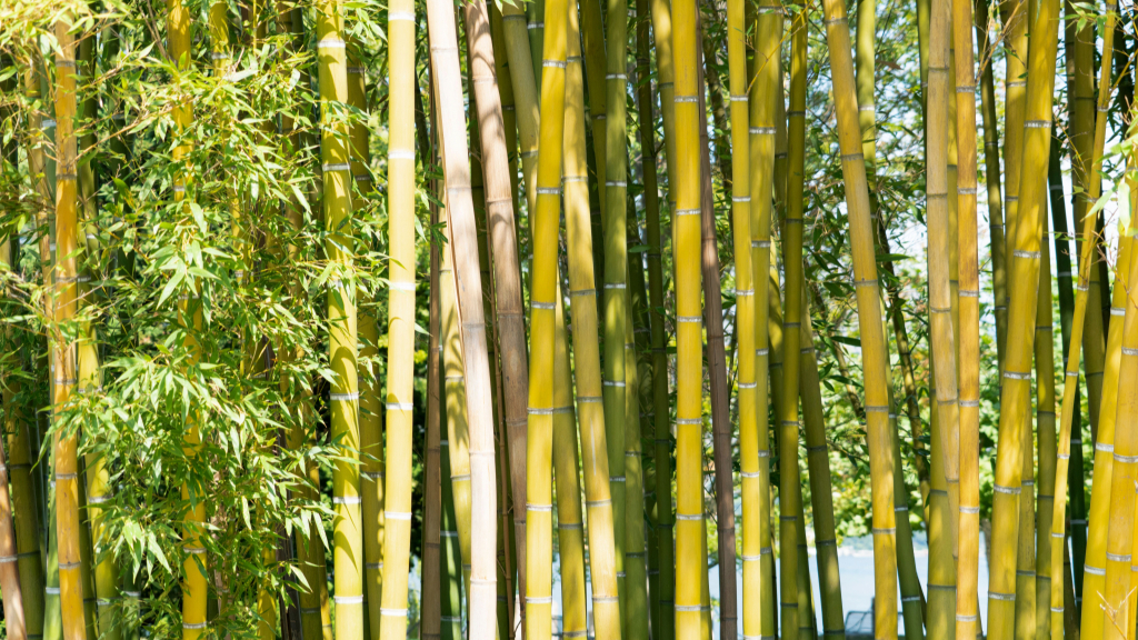 Bamboo forest