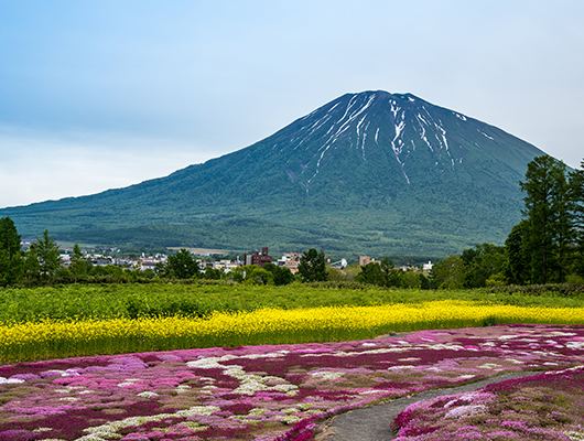 Blooming Summer