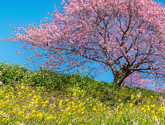 Spring Season in Japan